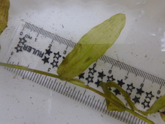 Potamogeton gramineus