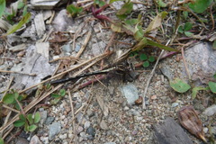 Phanogomphus spicatus