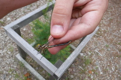 Phanogomphus spicatus