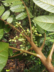 Euroschinus aoupiniensis