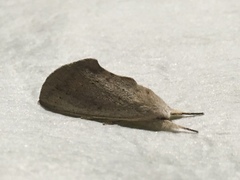 Hemiceratinae