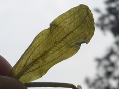 Potamogeton gramineus