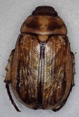 Rutelinae