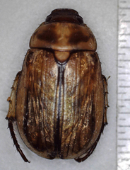 Rutelinae