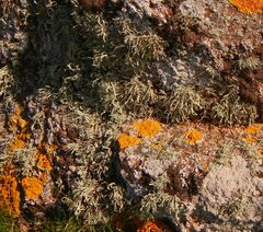 Ramalina siliquosa