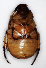 Rutelinae