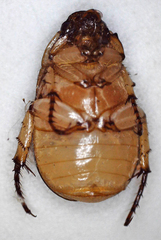 Rutelinae
