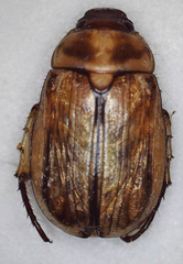 Rutelinae