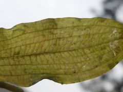 Potamogeton gramineus