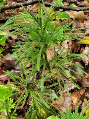 Dendrolycopodium