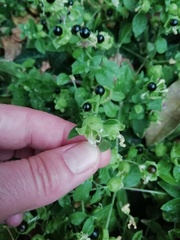Silene baccifera