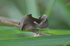 Anagrapha falcifera
