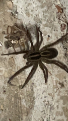 Rabidosa