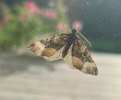 Euphyia intermediata