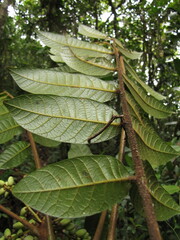 Euroschinus aoupiniensis