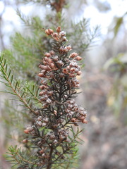 Erica arborea
