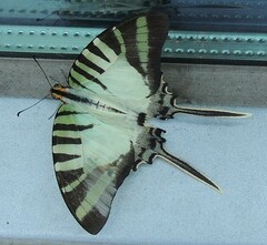 Graphium antiphates