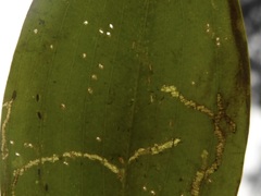 Potamogeton gramineus