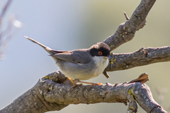 Curruca melanocephala