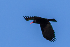 Pyrrhocorax pyrrhocorax