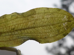 Potamogeton gramineus