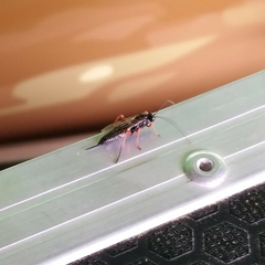 Pimpla rufipes