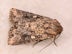 Mythimna languida
