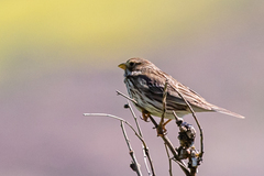 Emberiza calandra