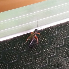 Pimpla rufipes