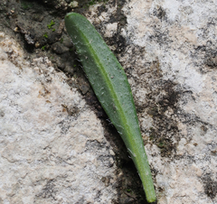 Tridax coronopifolia