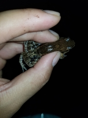 Leptodactylus albilabris