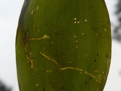 Potamogeton gramineus