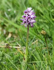 Orchis simia