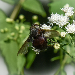 Juriniopsis adusta