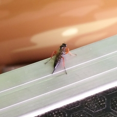 Pimpla rufipes