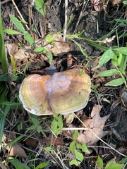Ganoderma curtisii