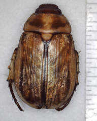 Rutelinae