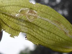 Potamogeton gramineus