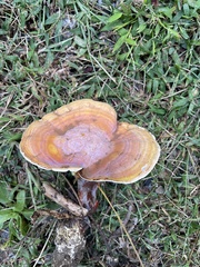 Ganoderma curtisii