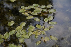 Potamogeton gramineus