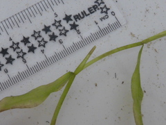 Potamogeton gramineus