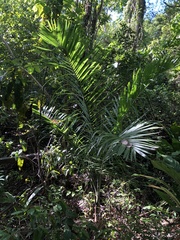 Gaussia attenuata