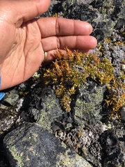 Pseudocherleria macrocarpa