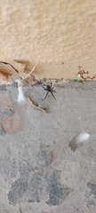 Latrodectus hesperus