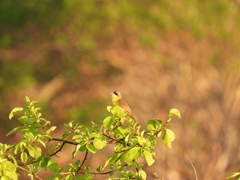 Geothlypis poliocephala
