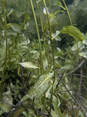 Potamogeton gramineus