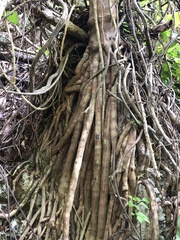 Gaussia attenuata
