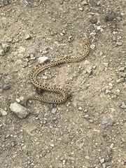 Pituophis catenifer catenifer