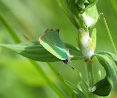 Callophrys rubi