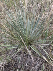 Yucca glauca